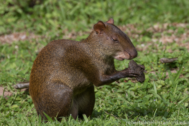 panama